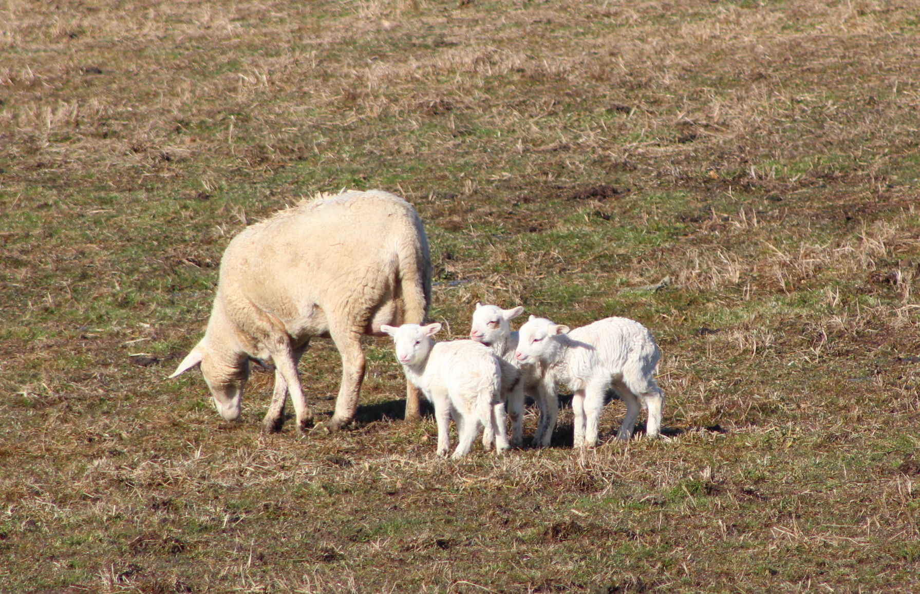 Lambing season